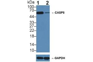 Western blot analysis of (1) Wild-type HeLa cell lysate, and (2) CASP8 knockout HeLa cell lysate, using Rabbit Anti-Human CASP8 Antibody (3 µg/ml) and HRP-conjugated Goat Anti-Mouse antibody (abx400001, 0. (Caspase 8 抗体  (AA 7-216))