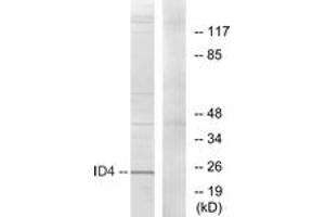 Western Blotting (WB) image for anti-Inhibitor of DNA Binding 4, Dominant Negative Helix-Loop-Helix Protein (ID4) (AA 1-50) antibody (ABIN1533741)