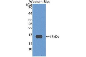 Western Blotting (WB) image for anti-Chemokine (C-X-C Motif) Ligand 13 (CXCL13) (AA 23-94) antibody (ABIN1858140) (CXCL13 抗体  (AA 23-94))