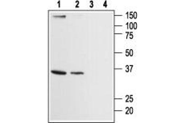 ORAI2 抗体  (Intracellular, N-Term)