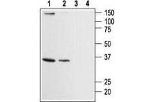 Western blot analysis of human HL-60 promyelocytic leukemia (lanes 1 and 3) and human Jurkat acute T cell leukemia (lanes 2 and 4) cell lysates: - 1,2. (ORAI2 抗体  (Intracellular, N-Term))