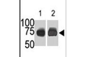 The SPHK2 polyclonal antibody  is used in Western blot (Lane 1) to detect c-myc-tagged SPHK2 in transfected 293 cell lysate (ac-myc antibody is used as control in Lane 2) . (SPHK2 抗体  (N-Term))