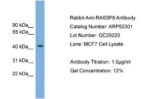 WB Suggested Anti-RASSF8  Antibody Titration: 0. (RASSF8 抗体  (N-Term))