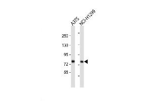 Western Blot at 1:1000 dilution Lane 1: A375 whole cell lysate Lane 2: NCI-H1299 whole cell lysate Lysates/proteins at 20 ug per lane. (TAS1R1 抗体  (AA 323-351))
