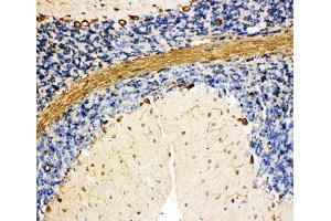 IHC-P: BiP antibody testing of rat cerebellum tissue (GRP78 抗体  (C-Term))