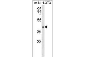 Western blot analysis in mouse NIH-3T3 cell line lysates (35ug/lane). (NUDT9 抗体  (C-Term))