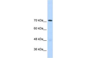 Western Blotting (WB) image for anti-General Transcription Factor II I Repeat Domain-Containing 1 (GTF2IRD1) antibody (ABIN2460794) (GTF2IRD1 抗体)