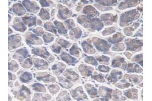 IHC-P analysis of Mouse Stomach Tissue, with DAB staining. (DNAJC2 抗体  (AA 368-621))