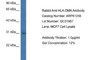 Western Blotting (WB) image for anti-Major Histocompatibility Complex, Class II, DM alpha (HLA-DMA) (N-Term) antibody (ABIN786374) (HLA-DMA 抗体  (N-Term))
