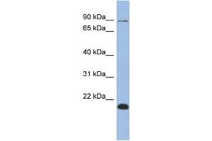 WB Suggested Anti-TCEB3B Antibody Titration:  0. (TCEB3B 抗体  (Middle Region))