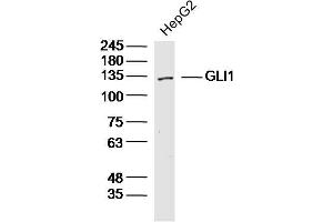 HepG2 lysates probed with GLI1 Polyclonal Antibody, Unconjugated  at 1:300 dilution and 4˚C overnight incubation. (GLI1 抗体  (AA 601-700))