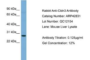 WB Suggested Anti-Cldn3 Antibody Titration:  0. (Claudin 3 抗体  (C-Term))