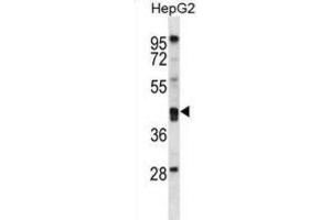 Western Blotting (WB) image for anti-Paraoxonase 2 (PON2) antibody (ABIN2997044) (PON2 抗体)