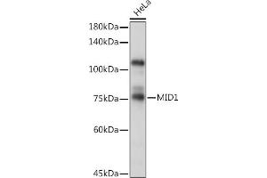 Western blot analysis of extracts of HeLa cells, using MID1 Rabbit pAb (ABIN6129304, ABIN6143835, ABIN6143836 and ABIN6223122) at 1:1000 dilution.