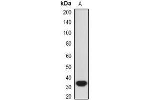 Western blot analysis of HO-1 expression in A549 (A) whole cell lysates. (HMOX1 抗体)