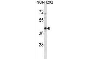 Western Blotting (WB) image for anti-Undifferentiated Embryonic Cell Transcription Factor 1 (UTF1) antibody (ABIN2999167) (UTF1 抗体)