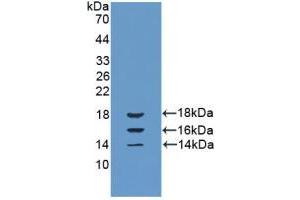 Western blot analysis of recombinant Cow IL15. (IL-15 抗体  (AA 48-162))