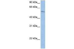 Western Blotting (WB) image for anti-Family with Sequence Similarity 20, Member C (FAM20C) antibody (ABIN2459294) (FAM20C 抗体)