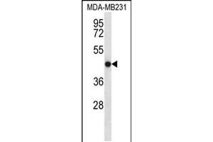 Western blot analysis in MDA-MB231 cell line lysates (35ug/lane). (TMEM43 抗体  (AA 195-223))
