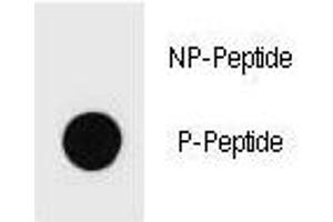 Dot blot analysis of phospho-Kit antibody. (KIT 抗体  (pSer821))