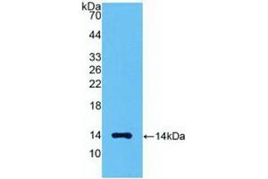 Detection of Recombinant MSTN, Human using Polyclonal Antibody to Myostatin (MSTN) (MSTN 抗体  (AA 267-375))