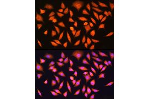 Immunofluorescence analysis of L929 cells using [KO Validated] HINT1 Rabbit pAb  at dilution of 1:100 (40x lens). (HINT1 抗体  (AA 1-126))