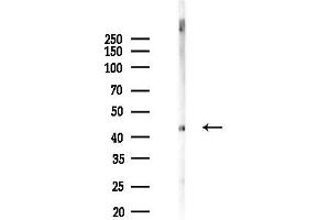 Western blot analysis of lysates from Mouse brain, using PTRF Antibody at 1/1000 dilution.