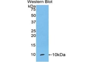 Western blot analysis of the recombinant protein. (SCGB1A1 抗体  (AA 22-96))