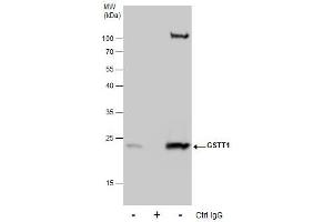 IP Image Immunoprecipitation of GSTT1 protein from HepG2 whole cell extracts using 5 μg of GSTT1 antibody, Western blot analysis was performed using GSTT1 antibody, EasyBlot anti-Rabbit IgG  was used as a secondary reagent. (GSTT1 抗体)