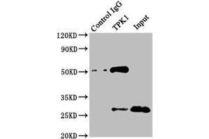 Immunoprecipitating TPK1 in Mouse kidney tissue Lane 1: Rabbit control IgG instead of ABIN7171975 in Mouse kidney tissue. (TPK1 抗体  (AA 1-243))