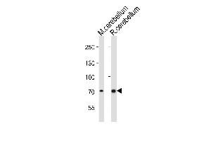 Western blot analysis of lysates from mouse cerebellum, rat cerebellum tissue lysate (from left to right), using Leo1 Antibody (C-term) (ABIN6242423 and ABIN6577877). (LEO1 抗体  (C-Term))