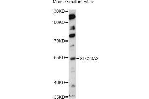 Western blot analysis of extracts of mouse small intestine, using SLC23A3 antibody (ABIN6290959) at 1:1000 dilution. (SLC23A3 抗体)
