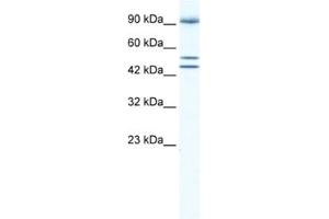 Western Blotting (WB) image for anti-Bromodomain Containing 2 (BRD2) antibody (ABIN2460896) (BRD2 抗体)