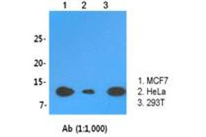 Western Blotting (WB) image for anti-LSM2 Homolog, U6 Small Nuclear RNA Associated (LSM2) (AA 1-95), (N-Term) antibody (ABIN1108066) (LSM2 抗体  (N-Term))
