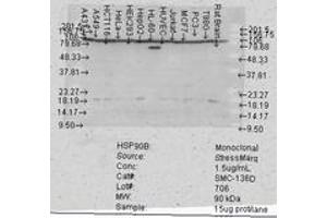 Image no. 3 for anti-Heat Shock Protein 90kDa alpha (Cytosolic), Class B Member 1 (HSP90AB1) antibody (ABIN466908) (HSP90AB1 抗体)