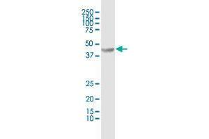 TDO2 MaxPab polyclonal antibody. (TDO2 抗体  (AA 1-406))