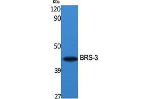 Western Blot (WB) analysis of specific cells using BRS-3 Polyclonal Antibody. (BRS3 抗体  (Internal Region))
