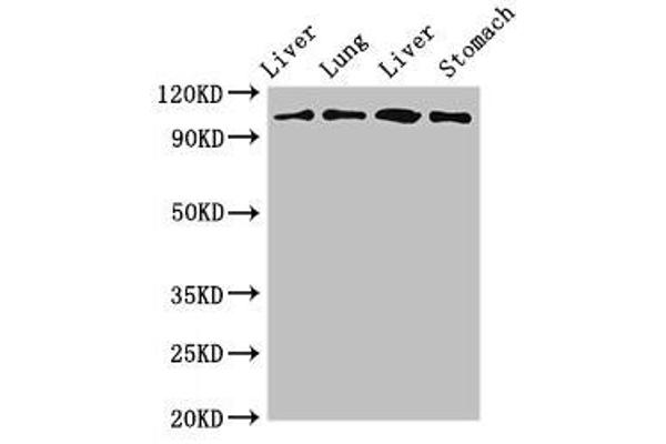 MAP3K13 anticorps  (AA 506-835)