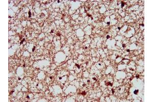 IHC image of ABIN7162805 diluted at 1:300 and staining in paraffin-embedded human brain tissue performed on a Leica BondTM system. (PPIE 抗体  (AA 86-141))