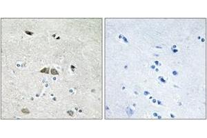 Immunohistochemistry (IHC) image for anti-Ribosomal Protein L39-Like (RPL39L) (AA 1-50) antibody (ABIN2890080) (RPL39L 抗体  (AA 1-50))