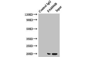 Immunoprecipitating FAM96B in Hela whole cell lysate Lane 1: Rabbit control IgG instead of (1 μg) instead of ABIN7160098 in Hela whole cell lysate. (FAM96B 抗体  (AA 1-163))