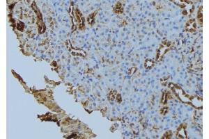 ABIN6272849 at 1/100 staining Mouse kidney tissue by IHC-P. (Fission 1 抗体  (Internal Region))