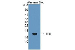 Detection of Recombinant GP1Bb, Rat using Polyclonal Antibody to Platelet Glycoprotein Ib Beta Chain (GP1BB) (GP1BB 抗体  (AA 52-164))