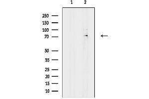 Western blot analysis of lysates from PC12(LPS 4h treatment), using Lysyl tRNA synthetase Antibody.