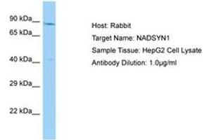 Image no. 1 for anti-NAD Synthetase 1 (NADSYN1) (AA 396-445) antibody (ABIN6750121) (NADSYN1 抗体  (AA 396-445))