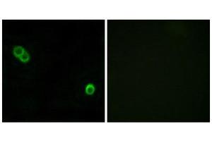 Immunofluorescence (IF) image for anti-Alkaline Ceramidase 3 (ACER3) (Internal Region) antibody (ABIN1850730) (ACER3 抗体  (Internal Region))