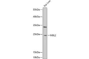 Western blot analysis of extracts of Rat liver, using MBL2 antibody (ABIN6132334, ABIN6143597, ABIN6143600 and ABIN6221519) at 1:1000 dilution. (MBL2 抗体  (AA 21-248))