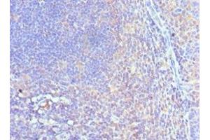 Immunohistochemistry of paraffin-embedded human tonsil tissue using ABIN7148758 at dilution of 1:100 (Cullin 5 抗体  (AA 1-300))
