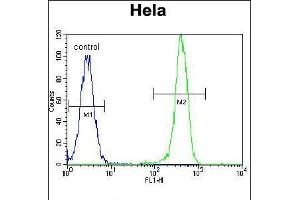 Flow cytometric analysis of Hela cells (right histogram) compared to a negative control cell (left histogram). (EPO 抗体  (AA 329-357))