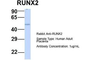 Host:  Rabbit  Target Name:  RUNX2  Sample Type:  Human Adult Placenta  Antibody Dilution:  1.